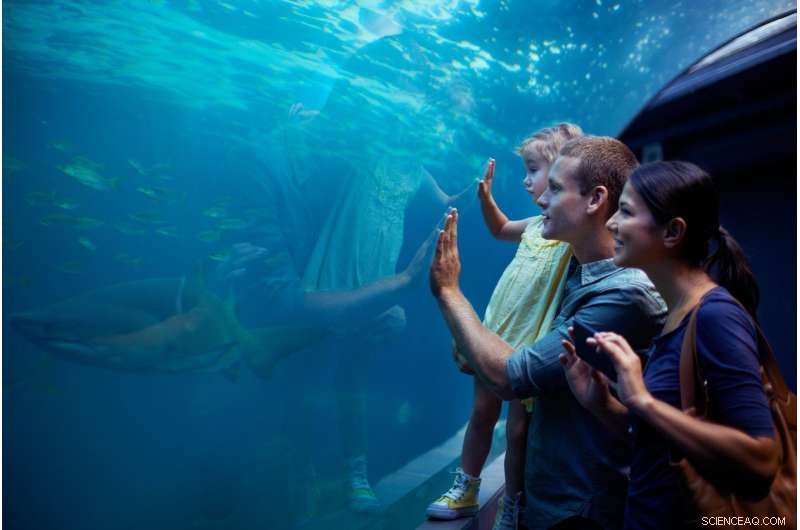 Public Fear of Sharks Declines When People Understand Their Behavior