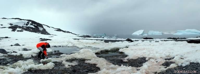 Polar Microbiome Study: Geoscientists Compare Microorganisms Across Arctic and Antarctic