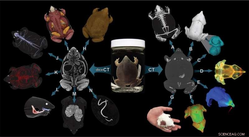 High‑Resolution 3‑D Vertebrate Anatomy Models: Open‑Access Initiative by 16 Universities