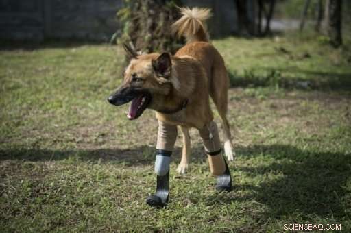 New Blade Runner Prosthetics Restore Mobility to Injured Thai Dog