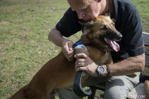 New Blade Runner Prosthetics Restore Mobility to Injured Thai Dog