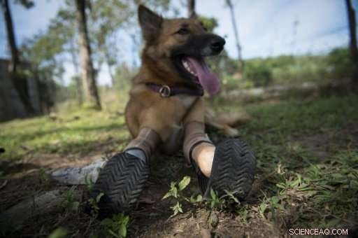 New Blade Runner Prosthetics Restore Mobility to Injured Thai Dog