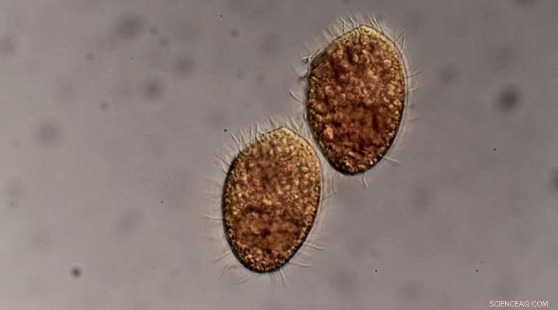 Microbial Defense: Cost‑Effective Strategies Against Predators