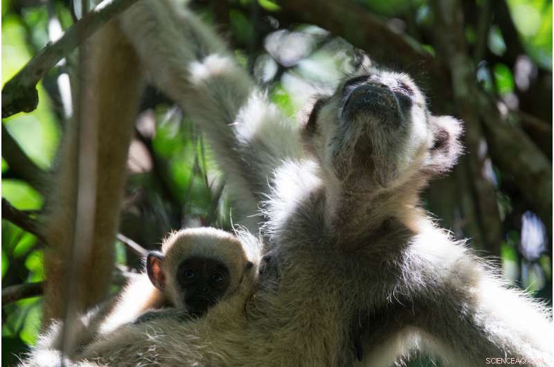 New Monkey Study Reveals Effective Monitoring Path for Endangered Species