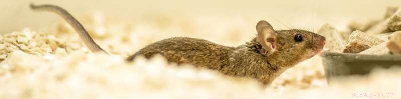 House Mice Adjust Vocalizations According to the Receiver’s Sex