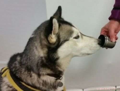 Groundbreaking Study Shows Sniffer Dogs Can Identify New Odors, Potentially Saving Lives