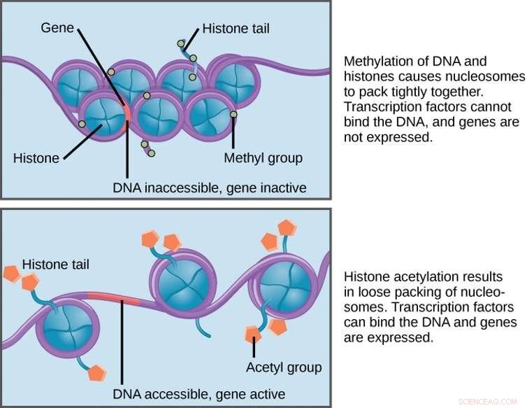 Reprogramming Bacteria: A Novel Strategy to Combat Antibiotic Resistance
