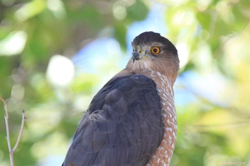 Albuquerque’s Urban Cooper’s Hawks Outpace Rural Counterparts