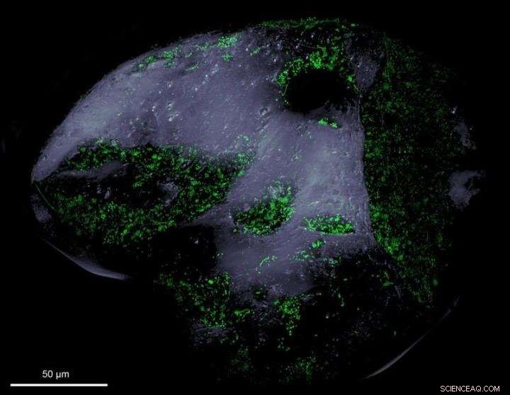 Microbial Metropolises: How Every Sand Grain Hosts a Bacterial Ecosystem