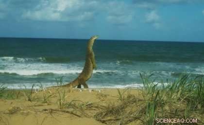 Goannas Threaten Loggerhead Turtle Eggs on Queensland s Wreck Rock Beach