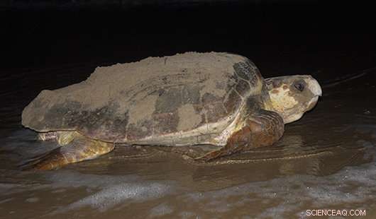 Goannas Threaten Loggerhead Turtle Eggs on Queensland s Wreck Rock Beach