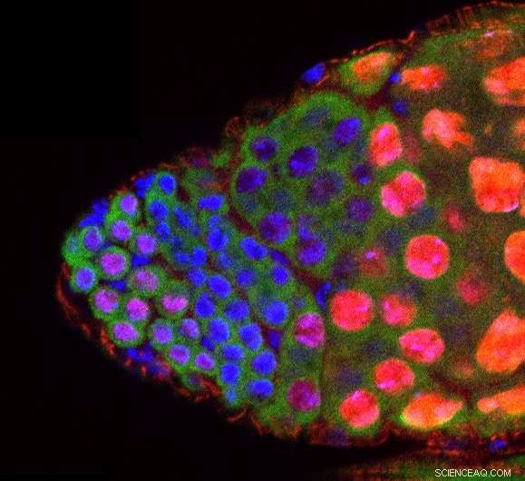 BigH1: The Crucial Histone Driving Male Fertility