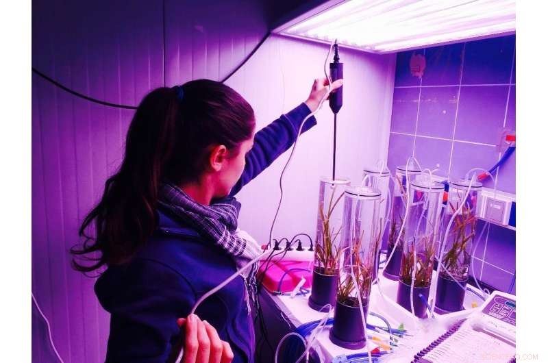 Impact of Climate Change on Marine Angiosperm Populations