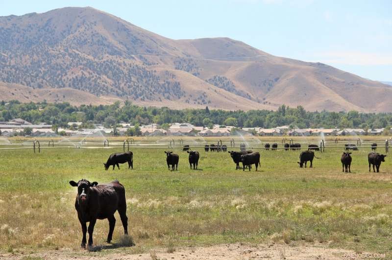 Tracing the Evolution of CMAH: Why Neu5Gc Synthesis Is Linked to Cancer and Inflammation