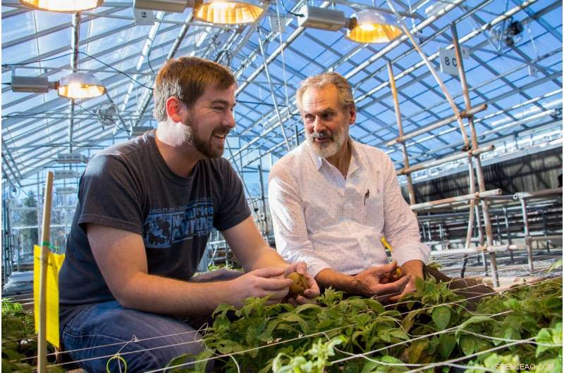 Scientists Uncover Potato’s Origins and Reveal Untapped Potential