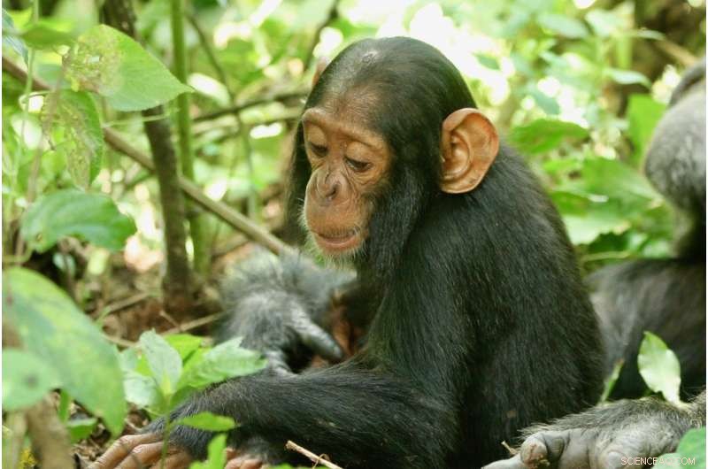 Human Cold Virus Identified as Cause of Chimpanzee Deaths in Uganda