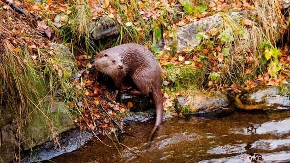 Wild Otters Use Regional Odors to Communicate, New Study Finds