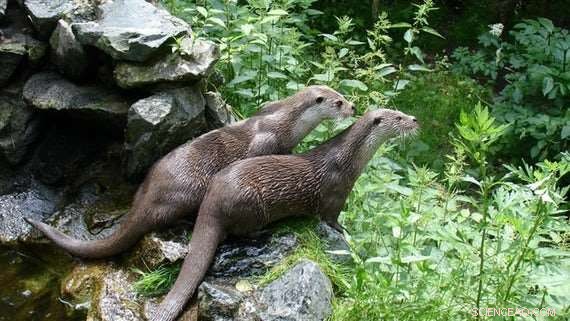 Wild Otters Use Regional Odors to Communicate, New Study Finds