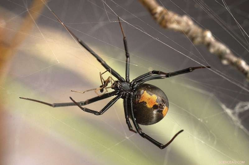 Redback Spider Study Reveals Surprisingly Beneficial Mating Strategy for Both Males and Females