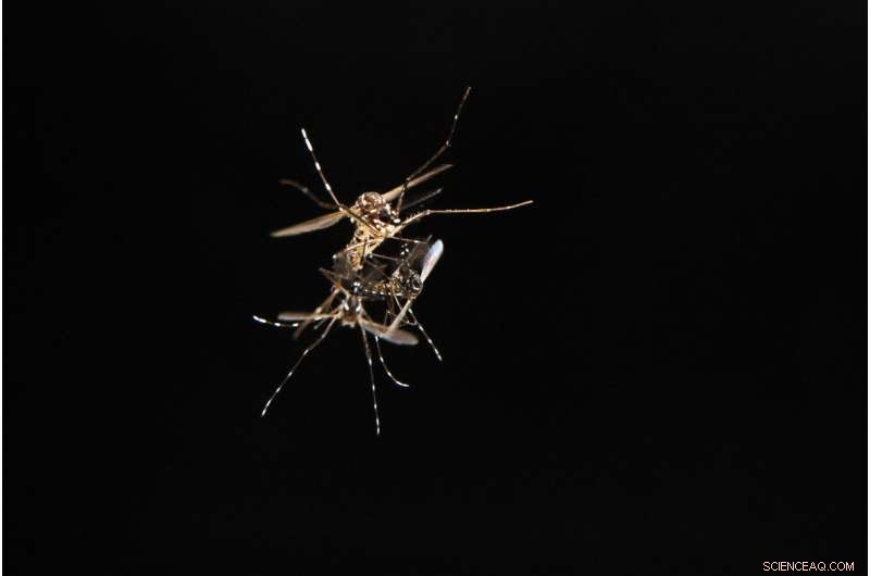 Mosquito Sex Protein May Hold the Key to Controlling Vector‑Borne Diseases