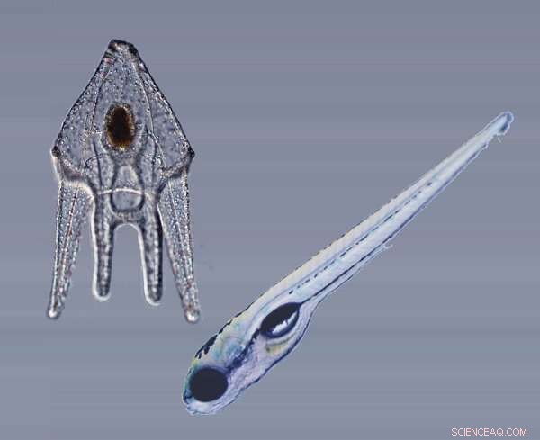 New Genetic Mutation Study Reveals Origins of Human Organs