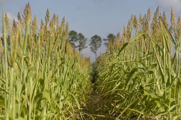 Innovative Sorghum Varieties Yield Thousands of Gallons of Ethanol