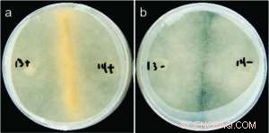 Bacteria Are Key Regulators of Fungal Reproductive Machinery