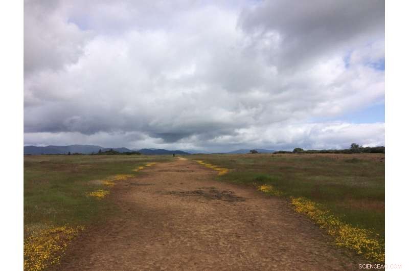 Tracing Plant Dispersal: Using Chloroplast DNA to Map Seed Movement