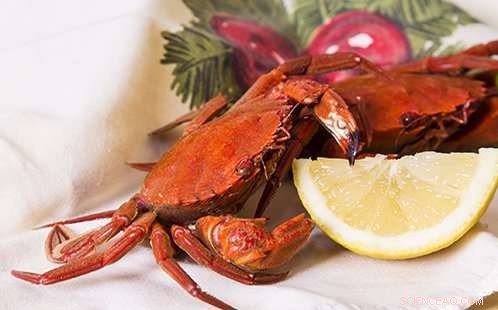 The Science Behind the Red Color of Christmas