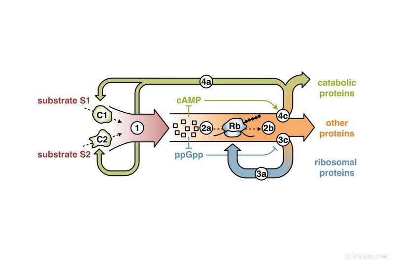 Bacterial Metabolic Control: Adapting to Nutrient Changes