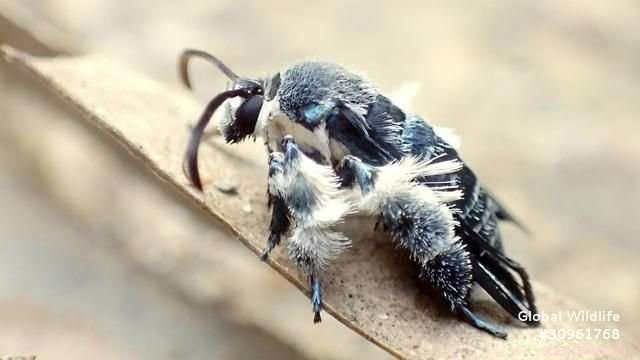 Rediscovered Bee‑Mimicking Clearwing Moth Survives 130 Years of Obscurity