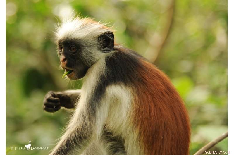 New Census Offers Hope for Zanzibar Red Colobus, One of Earth s Rarest Primates