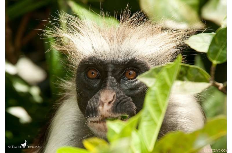 New Census Offers Hope for Zanzibar Red Colobus, One of Earth s Rarest Primates