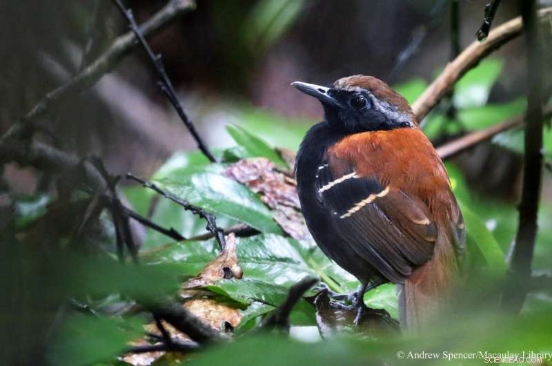 Scientists Uncover New Antbird Species in Peru s Cordillera Azul