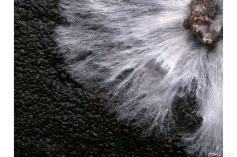 Exploring the Rich Diversity and Emerging Threats to Mushrooms and Fungi