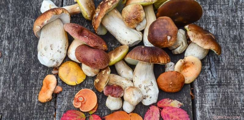 Exploring the Rich Diversity and Emerging Threats to Mushrooms and Fungi