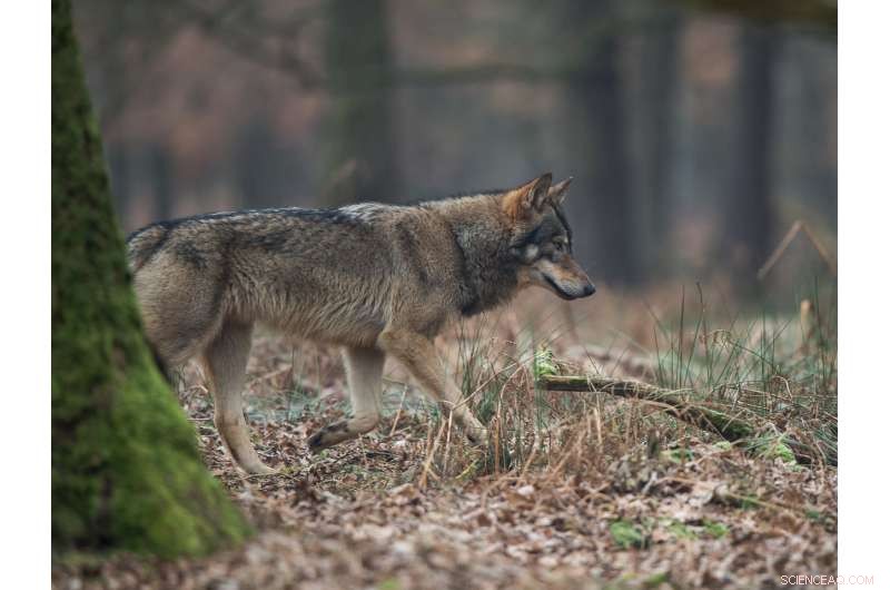 Parasite Sharing Between Grey Wolves and Hunting Dogs in German Forests