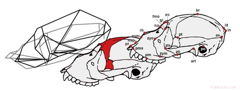 New Research Uncovers Unique Skull Features of Howler Monkeys