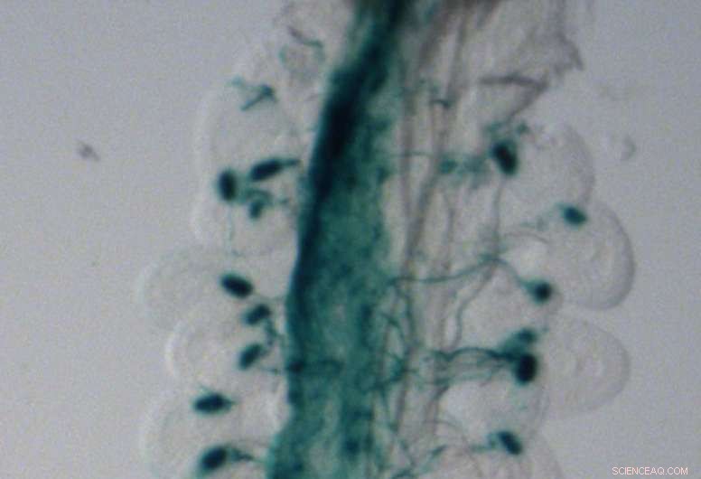 Scientists Discover Key Receptors Mediating Male-Female Plant Communication