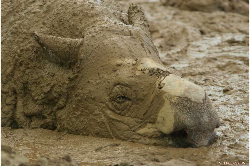 Genomic Study Reveals Sumatran Rhinos Never Recovered from Pleistocene Decline