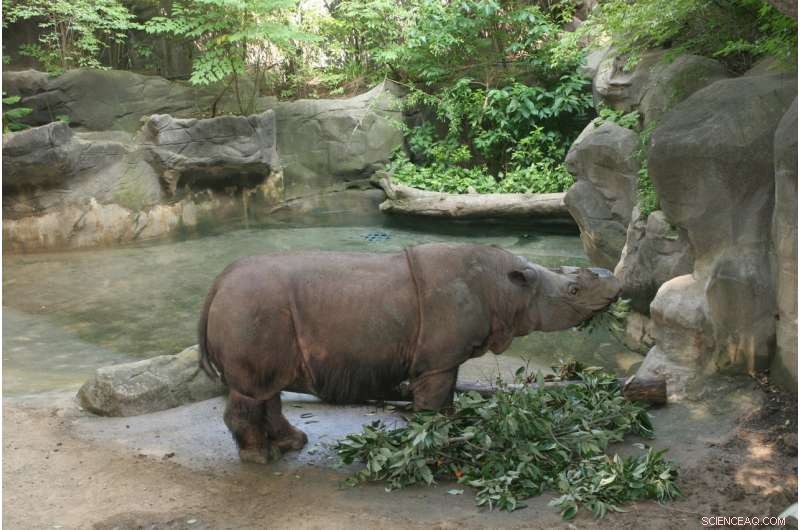 Genomic Study Reveals Sumatran Rhinos Never Recovered from Pleistocene Decline