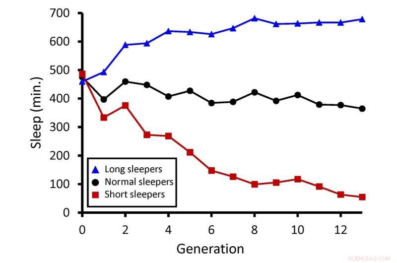 Scientists Decode Complex Genetic Network Governing Sleep Duration