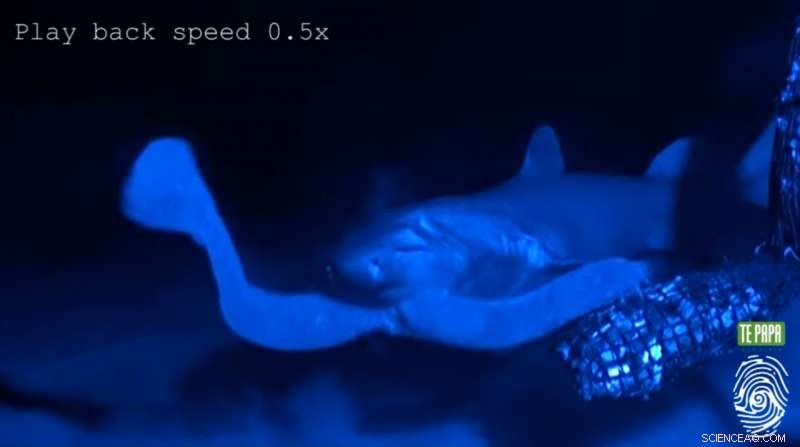 How Hagfishes Outsmart Sharks Using Flexible Skin and Slime Defense