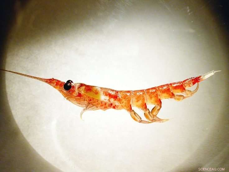 Antarctic Krill Drive Carbon Deep into the Ocean, Enhancing Climate Sequestration