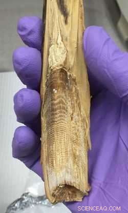 Whale Earwax Cores: Unlocking Ocean History