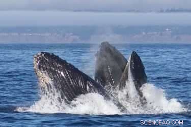 Whale Earwax Cores: Unlocking Ocean History