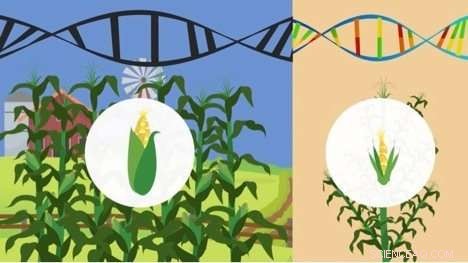 Corn Genetics Uncover the Crop’s Historical Spread Across the Americas