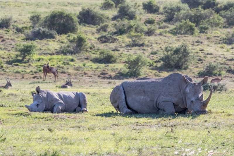 Legalizing Rhino Horn Trade: A Cautionary Perspective on Unregulated Markets