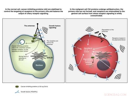 New Study Reveals How Cancer‑Blocking Proteins Interact with Cell Antennas