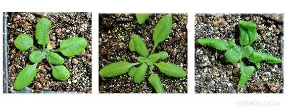 Epigenetic Rheostat Illuminates How Gene Regulation Is Inherited and Maintained